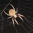 spinne